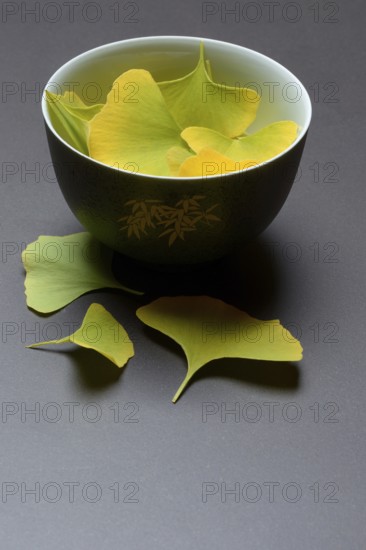 Ginkgo leaves in shell, ginkgo biloba