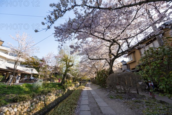 Footpath along a canal, cherry blossoms in spring, Philosopher's Path or Tetsugaku no michi, Kyoto, Japan