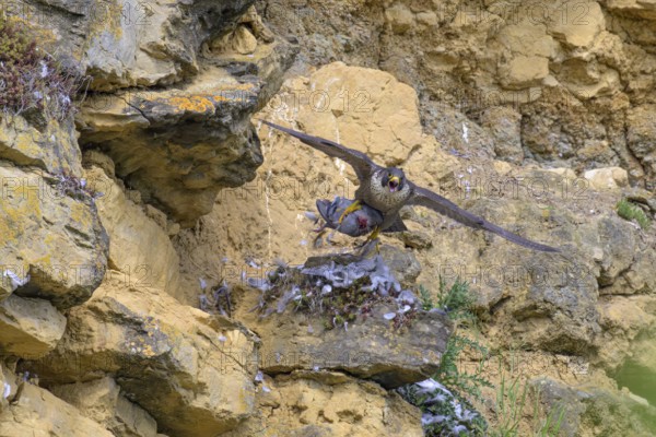 Peregrine falcon (Falco peregrinus), Peregrine falcon, flying with prey on a rock wall, biosphere area, Swabian Jura, Baden-Württemberg, Germany