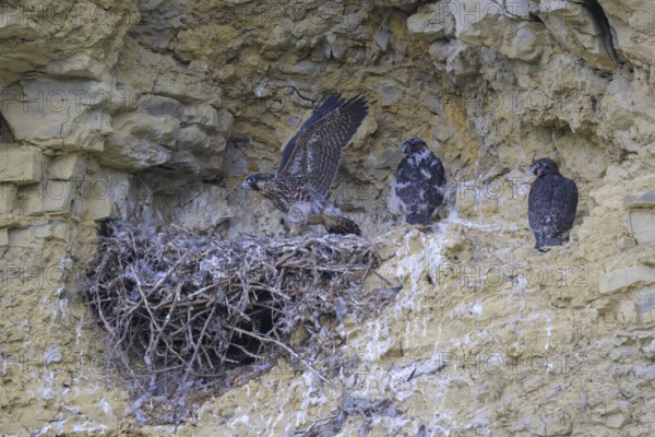 Peregrine falcon (Falco peregrinus), Peregrine falcon, young birds in a raven nest in a rocky niche, biosphere area, Swabian Jura, Baden-Württemberg, Germany