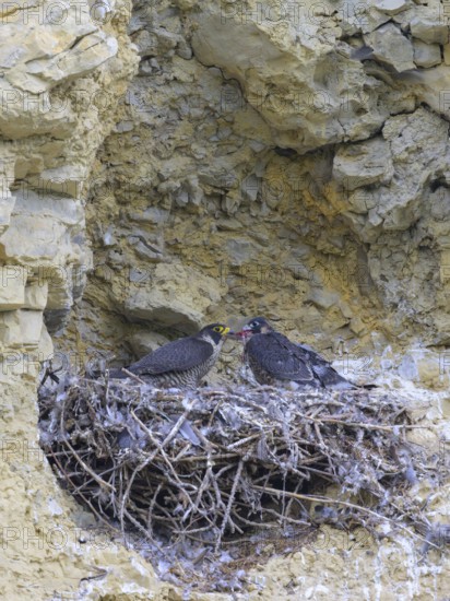 Peregrine falcon (Falco peregrinus), Peregrine falcon, feeding young birds in a raven nest in a rocky niche, biosphere area, Swabian Jura, Baden-Württemberg, Germany