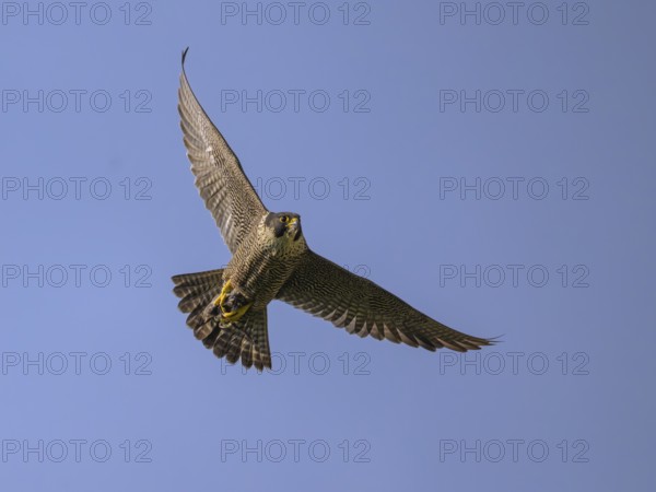 Peregrine falcon (Falco peregrinus), Peregrine falcon, flying with prey against a blue sky, biosphere area, Swabian Jura, Baden-Württemberg, Germany