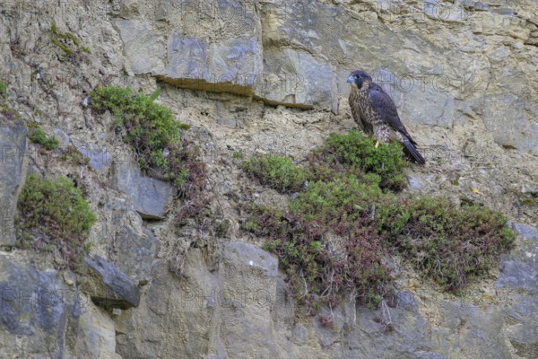Peregrine falcon (Falco peregrinus), Peregrine falcon, resting in a rock face, biosphere area, Swabian Jura, Baden-Württemberg, Germany