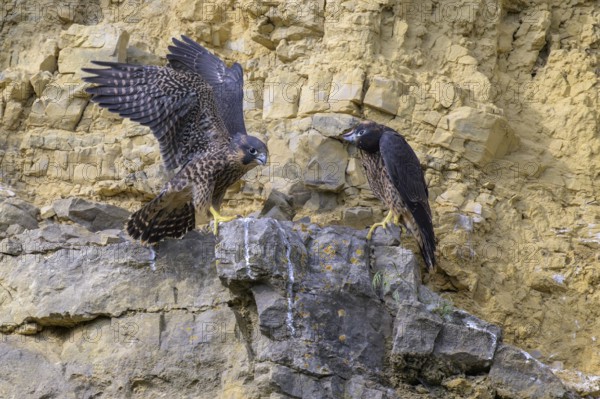 Peregrine falcon (Falco peregrinus), Peregrine falcon, young birds resting in a rock face, biosphere area, Swabian Jura, Baden-Württemberg, Germany