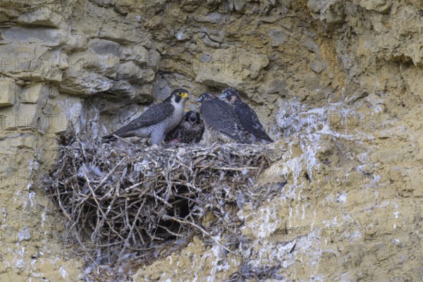Peregrine falcon (Falco peregrinus), Peregrine falcon, feeding young birds in a raven nest in a rocky niche, biosphere area, Swabian Jura, Baden-Württemberg, Germany