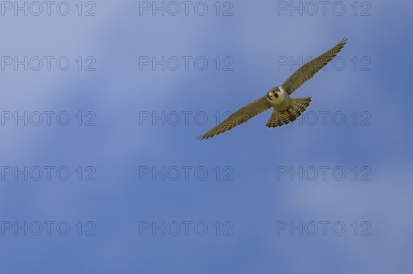 Peregrine falcon (Falco peregrinus), Peregrine falcon, fug against a blue sky, biosphere area, Swabian Jura, Baden-Württemberg, Germany