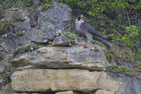 Peregrine falcon (Falco peregrinus), Peregrine falcon, resting on a rock, biosphere area, Swabian Jura, Baden-Württemberg, Germany