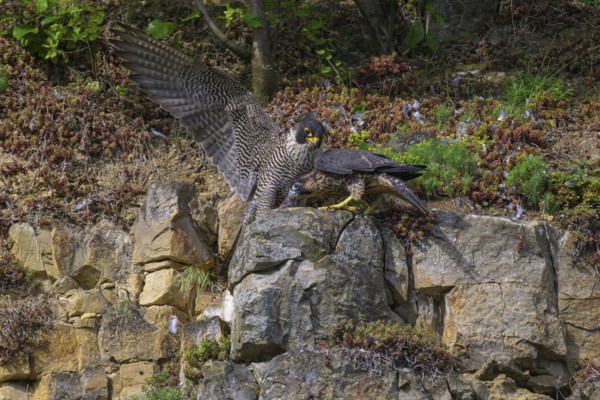 Peregrine falcon (Falco peregrinus), Peregrine falcon, young bird begging for food, biosphere area, Swabian Jura, Baden-Württemberg, Germany
