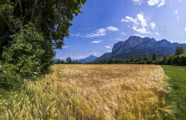 Agricultural Landscape, Hordeum Vulgare, Barley Field with Drachenwand and Schafberg, Mondsee, Salzkammergut, Upper Austria, Austria