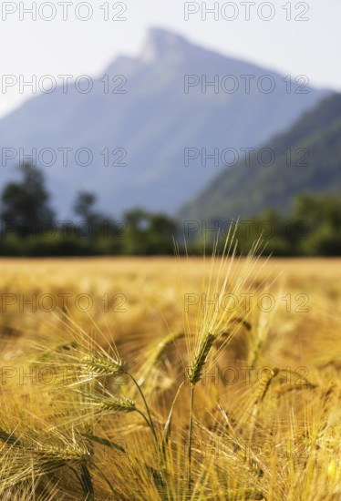 Agricultural Landscape, Hordeum Vulgare, barley field with Schafberg, Mondsee, Salzkammergut, Upper Austria, Austria