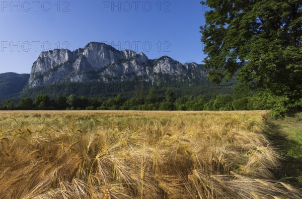 Agricultural Landscape, Hordeum Vulgare, barley field mit Drachenwand, Mondsee, Salzkammergut, Upper Austria, Austria