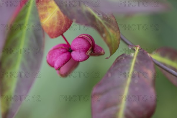 Common spindle bush (Euonymus europaeus), fruits, Emsland, Lower Saxony, Germany