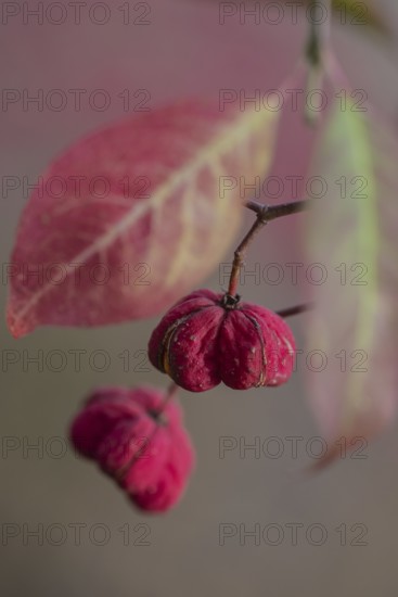 Common spindle bush (Euonymus europaeus), fruits, Emsland, Lower Saxony, Germany