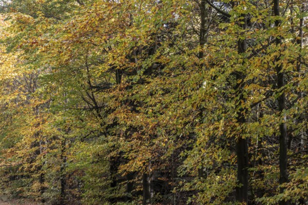 Beech trees (Fagus sylvatica) in autumn leaves, Emsland, Lower Saxony, Germany