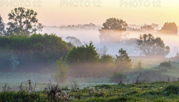 A misty field at sunrise with soft light illuminating trees and greenery, creating a serene atmosphere, spring or summer landscape, morning and the first sun lights at sunrise in fog, clear sky, idyllic nature with calm atmosphere, trees on hills, foggy river with mist, AI generated