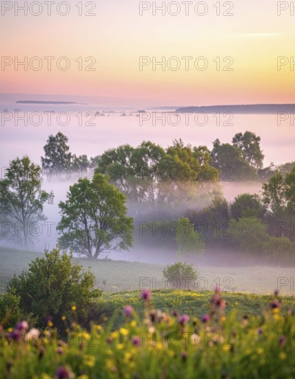 A misty field at sunrise with soft light illuminating trees and greenery, creating a serene atmosphere, spring or summer landscape, morning and the first sun lights at sunrise in fog, clear sky, idyllic nature with calm atmosphere, trees on hills, foggy river with mist, AI generated