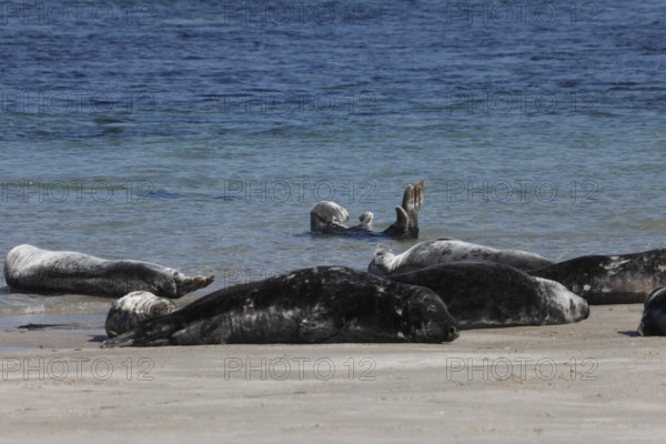 Seals and grey seals on the bathing dune of the island of Heligoland, Schleswig-Holstein, Germany