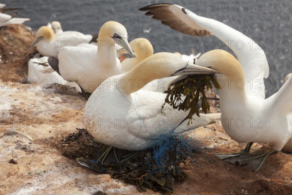 Bastan elp with fishing net entangled around the neck, Heligoland, Schleswig-Holstein, Germany