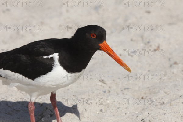 Oystercatcher (Haematopus ostralegus) on the dune on the island of Heligoland, Schleswig-Holstein, Germany