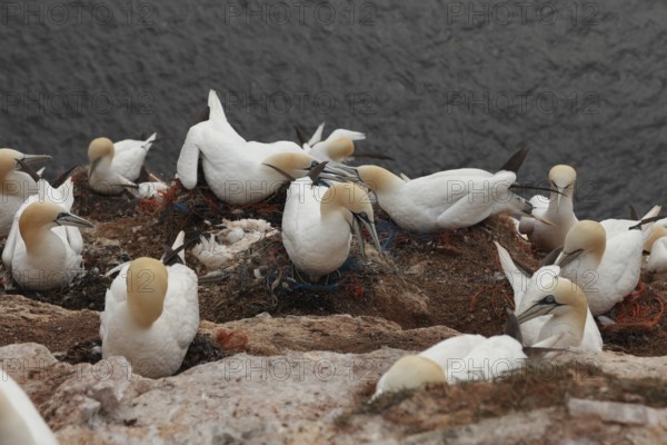 Fishing nets in the nest of the Bastölpel Heligoland, Schleswig-Holstein, Germany