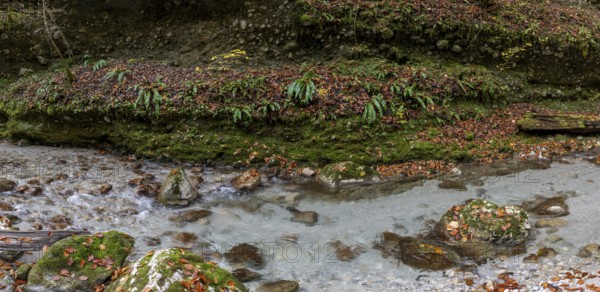 Stream in autumn, Gams, Styria, Austria