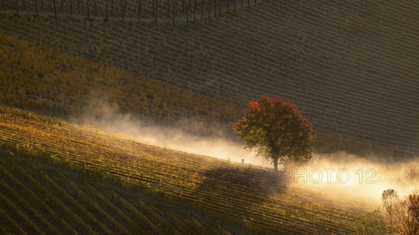 Sunrise, typical landscape in autumn with vineyards, South Styrian hills, South Styrian wine route, Styria, Austria