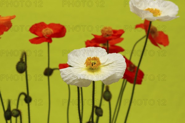 Icelandic poppy (Papaver nudicaule), flowers in the studio, light green background, North Rhine-Westphalia, Germany