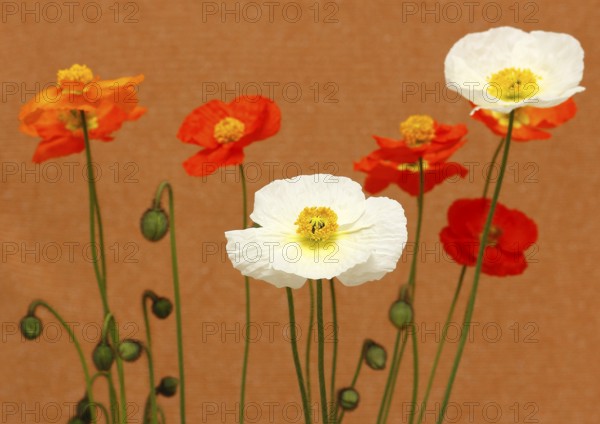Icelandic poppy (Papaver nudicaule), flowers in the studio, North Rhine-Westphalia, Germany