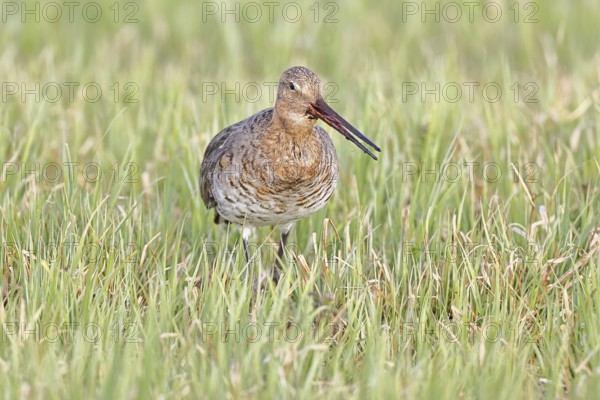 Blacktail (Limosa limosa) runs on the shore of a lake in a moor, snipe birds, wildlife, nature photography, oxmoor, Dümmer See, Hüde, Lower Saxony, Germany
