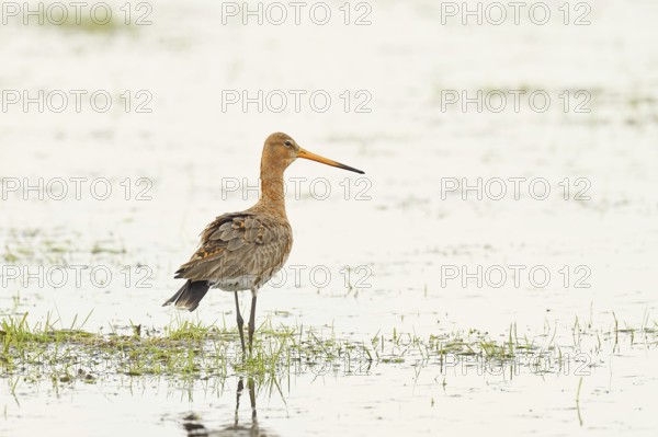 Greenpike (Limosa limosa) runs in shallow water in a moor during morning fog, snipe birds, wildlife, nature photography, ox bog, Dümmer See, Hüde, Lower Saxony, Germany