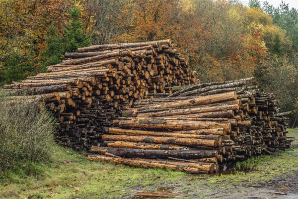 Stack of firewood, logs in the forest in Fyledalen, Ystad municipality, Skåne, Sweden, Scandinavia