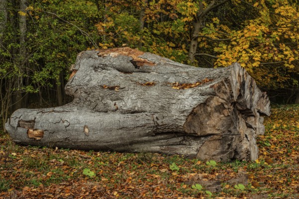 Large log in the forest in Lyckås, Ystad municipality, Skåne, Sweden, Scandinavia