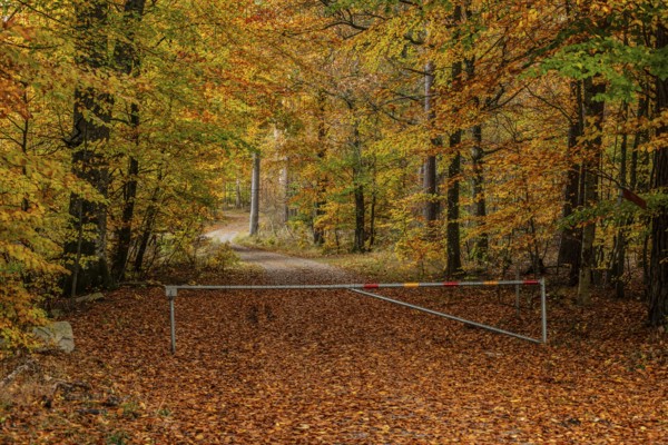 Small forest road with barrier in beech forest in autumn colors in Snogeholm, Sjöbo municipality, Skåne county, Sweden, Scandinavia