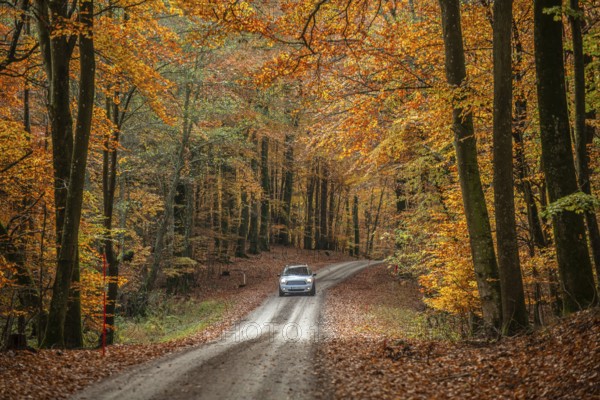 Car on forest road through a beech forest in autumn colors in Fyledalen, Ystad Municipality, Skåne, Sweden, Scandinavia