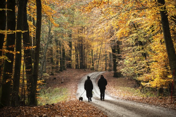 A couple with a dog walks on a forest path through a beech forest in autumn colors in Fyledalen, Ystad Municipality, Skåne, Sweden, Scandinavia