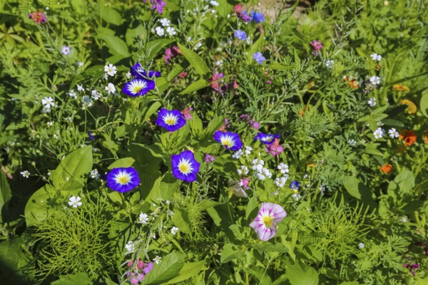 Field bindweed (convolvulus arvensis), meadow, wildflowers, grass, plants, nature, Swabian Jura, Baden-Württemberg, Germany