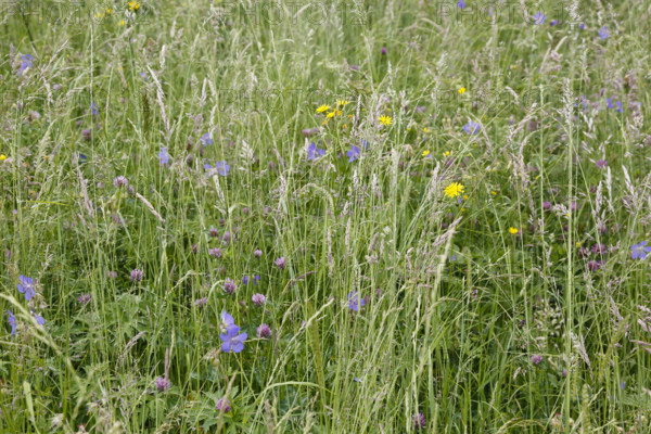 Meadow stork beak (Geranium pratense), stork beak, meadow, wildflowers, grass, grasses, plants, nature, Swabian Jura, Baden-Württemberg, Germany