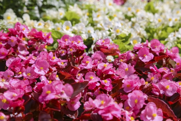 Ice begonia (Begonia semperflorens), flower bed begonia, God's eye, white and pink flowers, flowers, plants, gardens, Baden-Württemberg, Germany