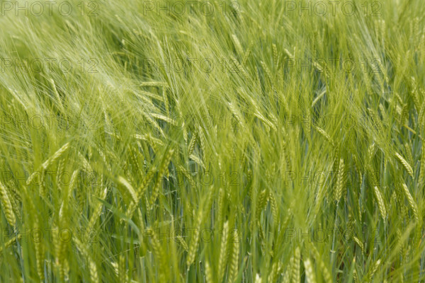 Barley (Hordeum vulgare), sweet grasses, corn field, plants, Baden-Württemberg, Germany