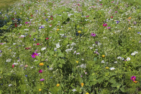 Decorative basket (Cosmos bipinnatus), meadow, colorful wildflowers, grass, grasses, plants, nature, Swabian Jura, Baden-Württemberg, Germany