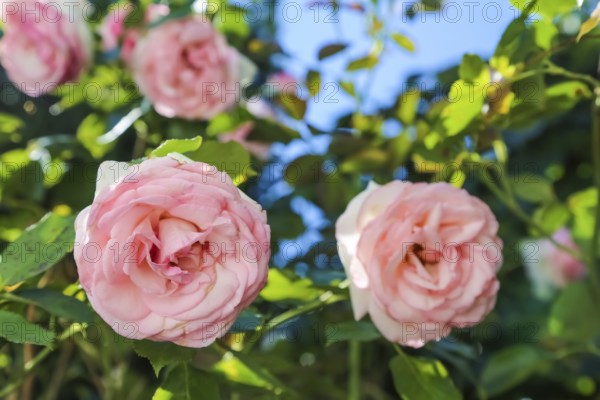 Roses (pink), pink flowers, plants, gardens, Baden-Württemberg, Germany