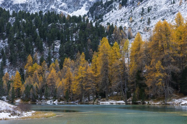 Lake Palpougna, mountain lake, mixed forest with larch (Larix) in autumn colors, snow, autumn, Filisur mountain green, Albula Pass, Grisons, Switzerland