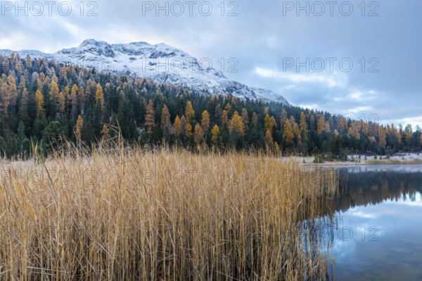 Lake Staz, mountain lake, mixed forest with larch (Larix) in autumn, common reeds (Phragmites australis), snow, fog, autumn, Celerina/Schlarigna, Engadin, Graubünden, Switzerland