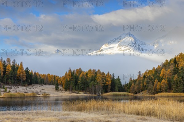 Lake Stazer in front of mountain peaks with snow, mixed forest with larch (Larix) in autumn, common reeds, autumn, Piz Albana, Piz Polaschin, Celerina/Schlarigna, Engadin, Graubünden, Switzerland