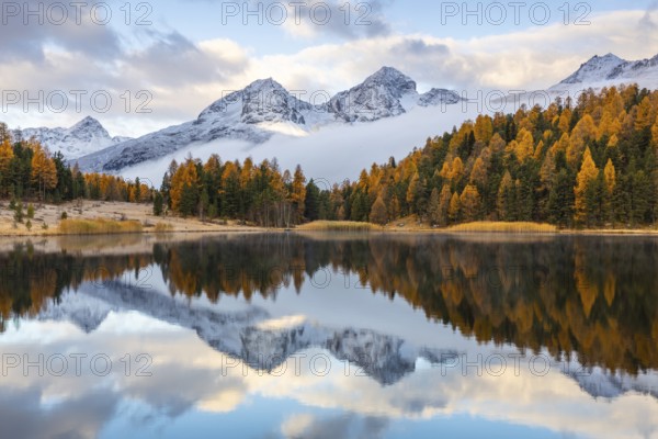 Lake Stazer in front of mountain peaks with snow, mixed forest with larch (Larix) in autumn, autumn, reflection, Piz Albana, Piz Julier, Piz Nair, Piz Polaschin, Celerina/Schlarigna, Engadin, Grisons, Switzerland