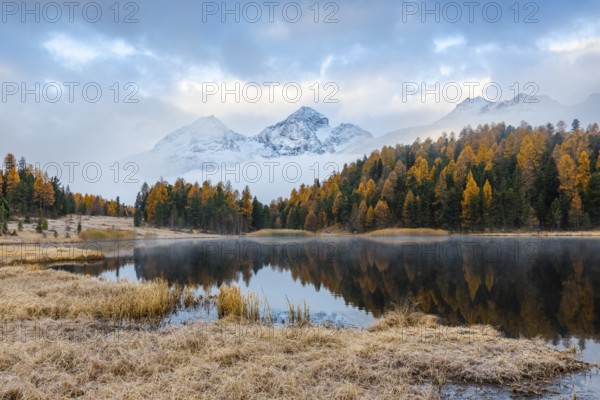 Lake Staz against mountain backdrop, mountain lake, mixed forest with larch (Larix) in autumn colors, mountain peaks with snow, reflection, Piz Albana, Piz Polaschin, fog, autumn, Celerina/Schlarigna, Engadin, Grisons, Switzerland