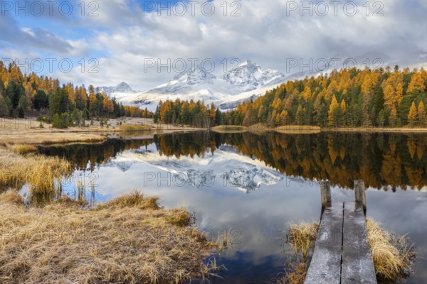 Lake Stazer in front of mountain peaks with snow, mixed forest with larch (Larix) in autumn, wooden walkway, reflection, autumn, Piz Albana, Piz Julier, Piz Nair, Piz Polaschin, Celerina/Schlarigna, Engadin, Graubünden, Switzerland