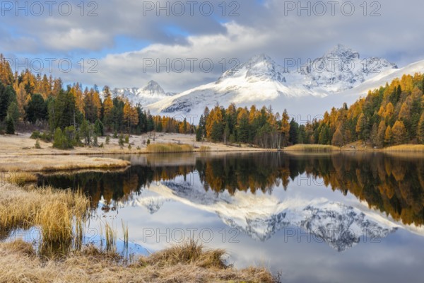 Lake Stazer in front of mountain peaks with snow, mixed forest with larch (Larix) in autumn color, reflection, autumn, Piz Albana, Piz Julier, Piz Polaschin, Celerina/Schlarigna, Engadin, Graubünden, Switzerland