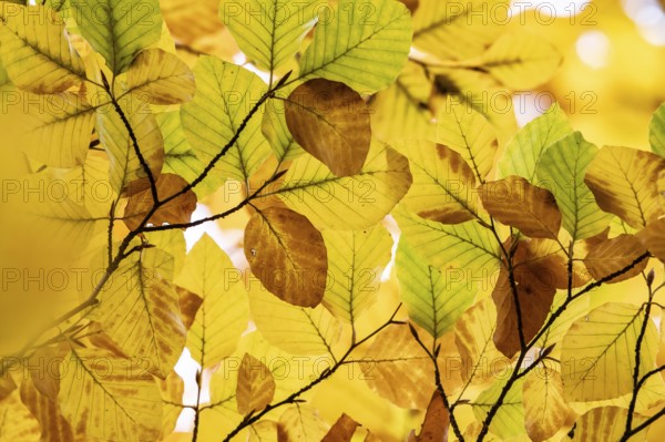 Yellow-brown colored beech leaves, autumn, Stuttgart, Germany