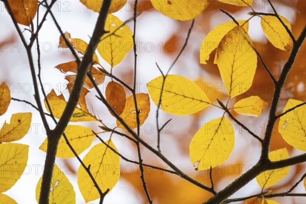 Yellow-brown colored beech leaves against white background, autumn, Stuttgart, Germany